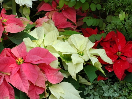 poinsettias