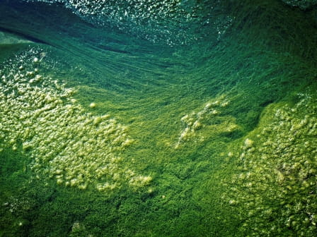 algal bloom