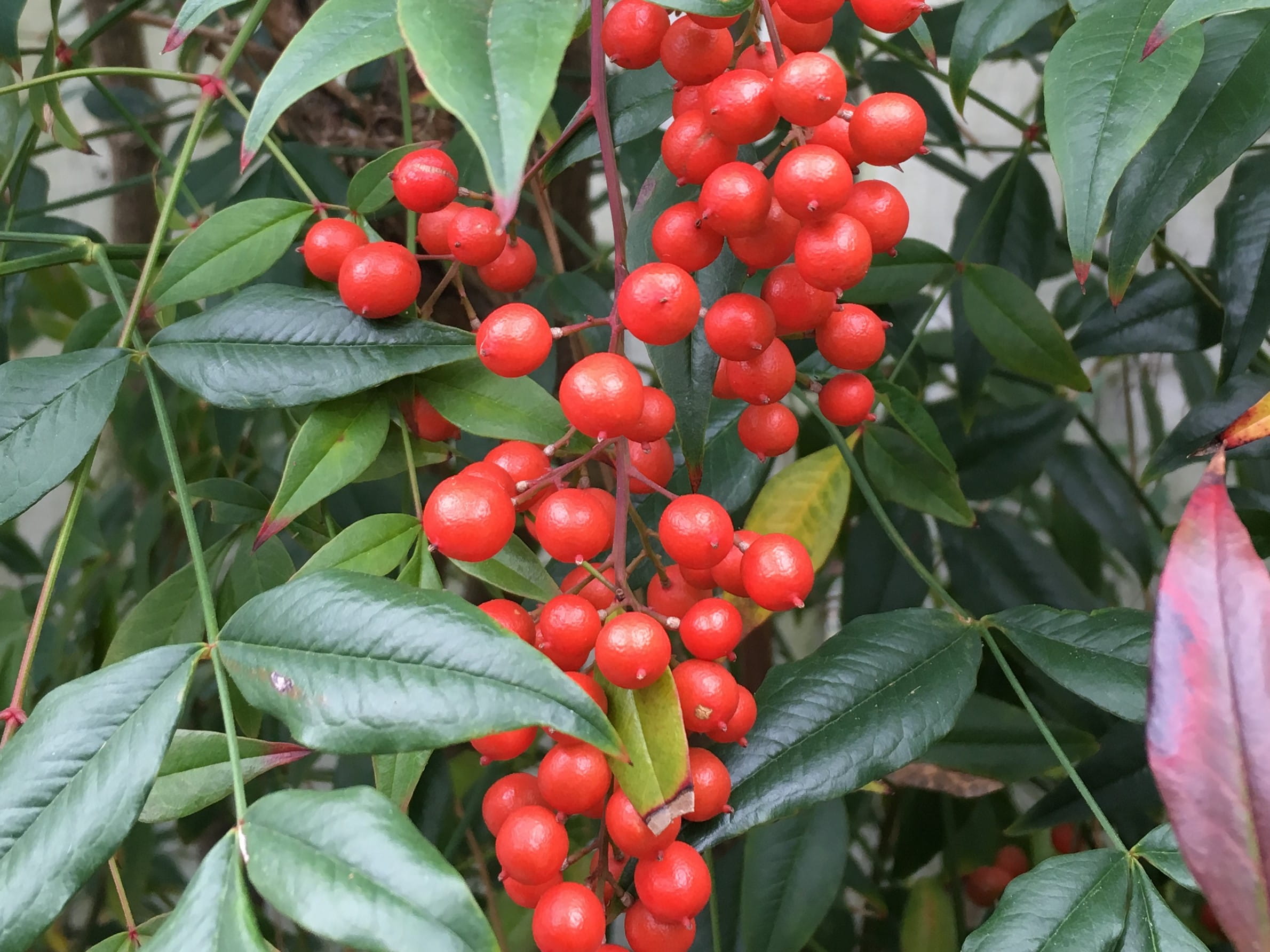 nandina