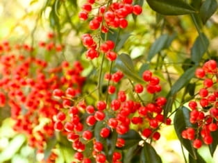 nandina