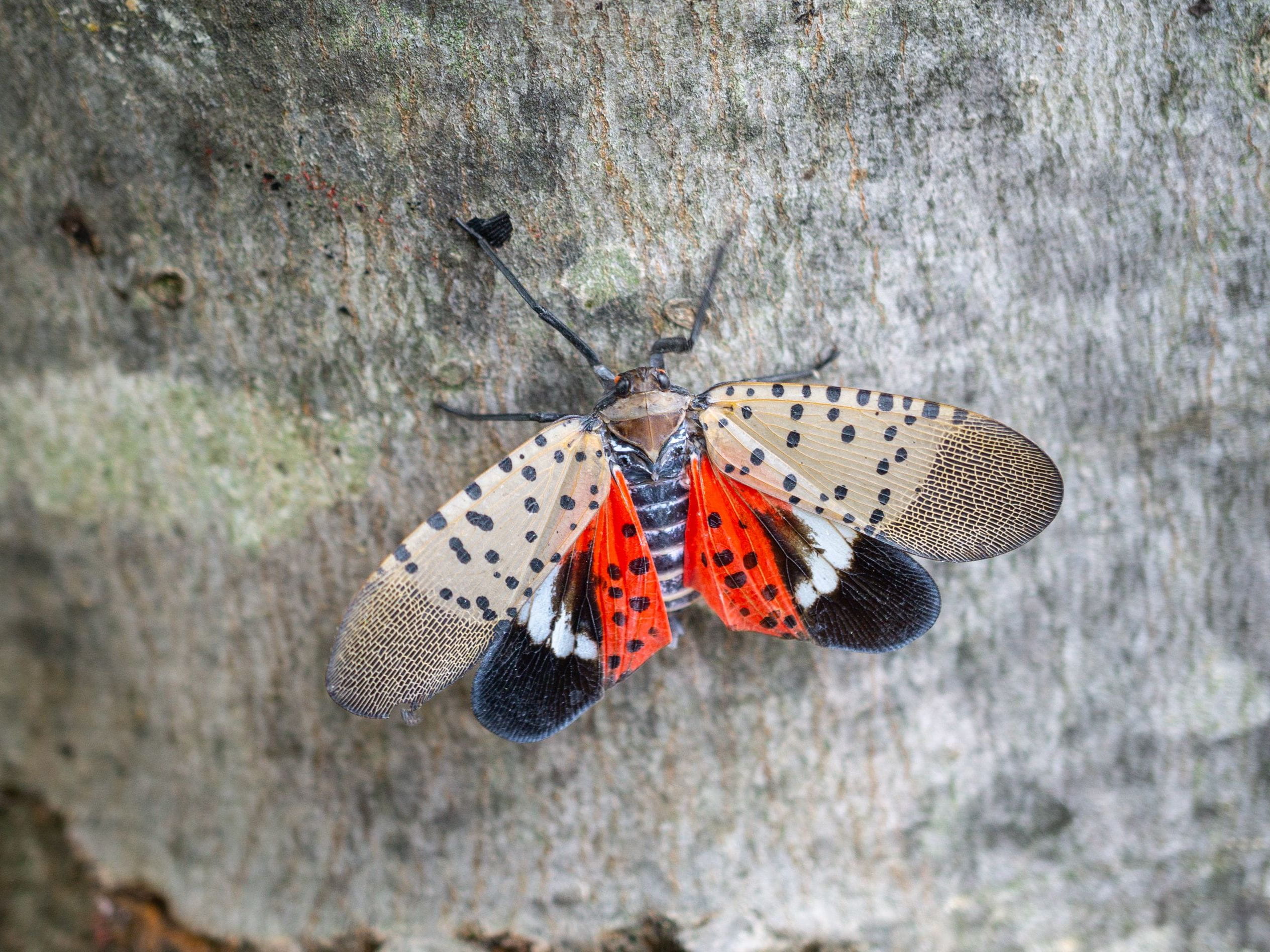 spotted lanterfly on tree