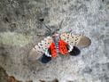 Shining a light on spotted lanternflies