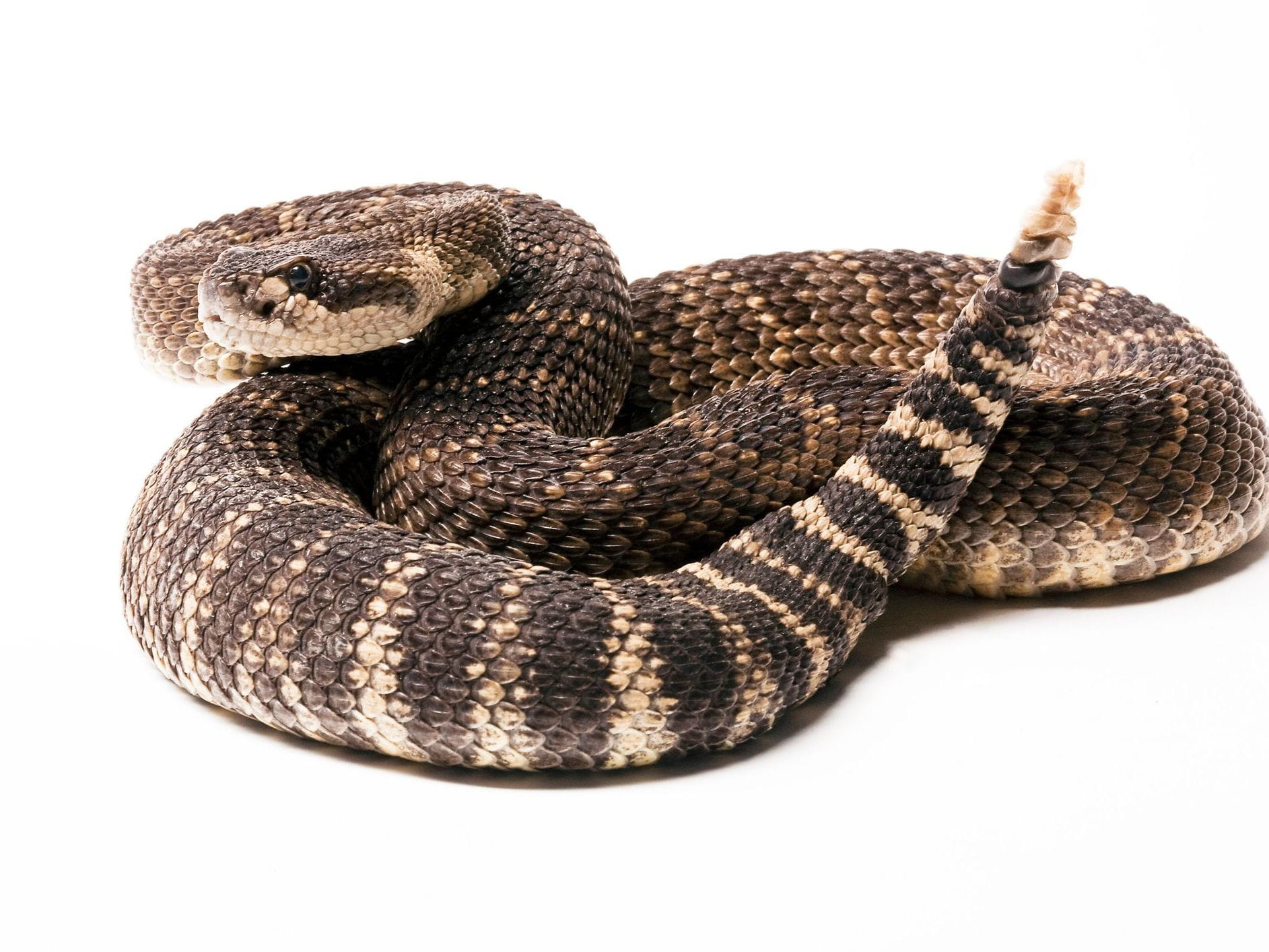 rattlesnake on white background