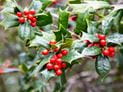 Not Just the Berries: Be Wary of Holly Leaves and Roots