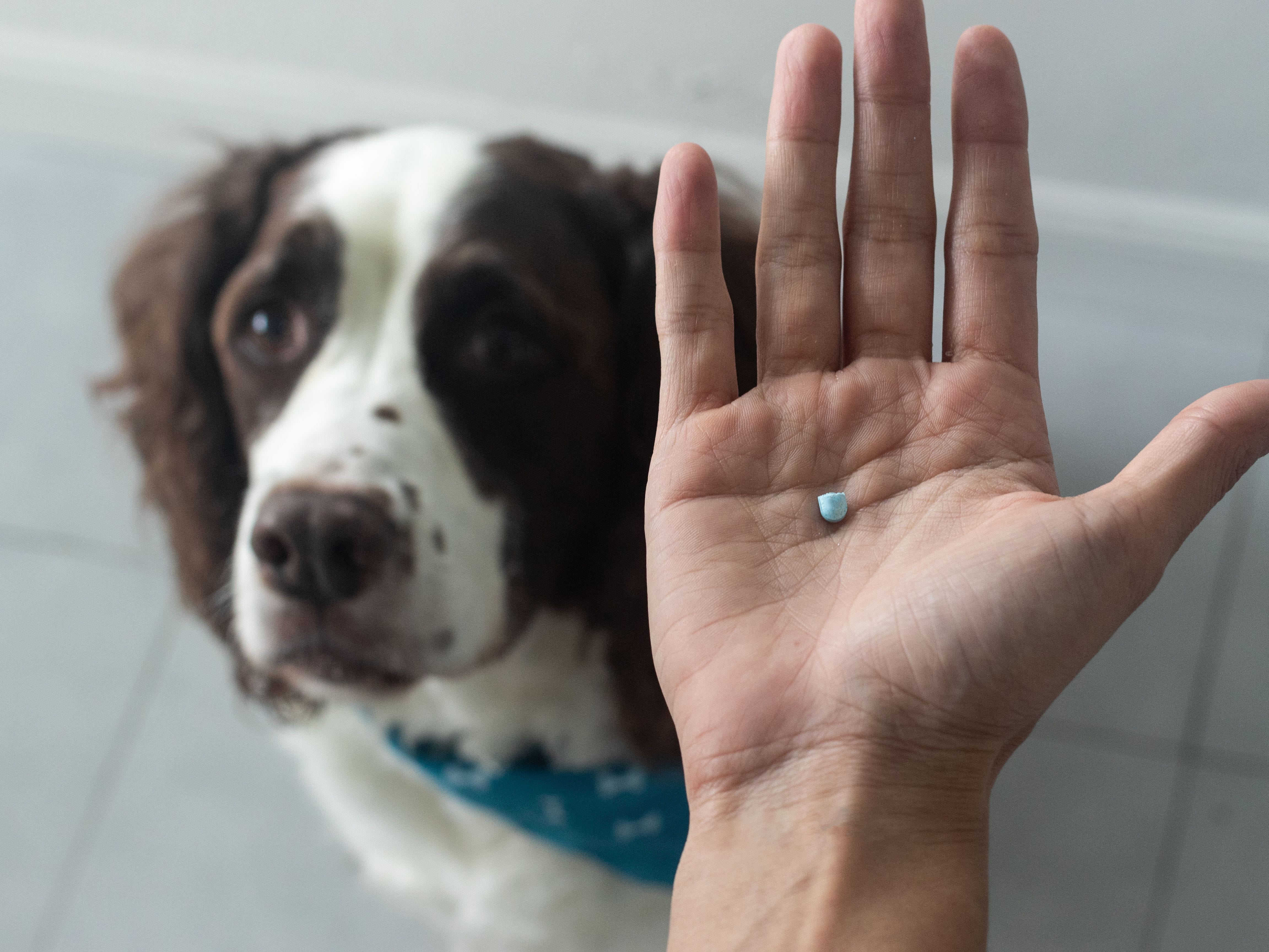 pill for dog in hand