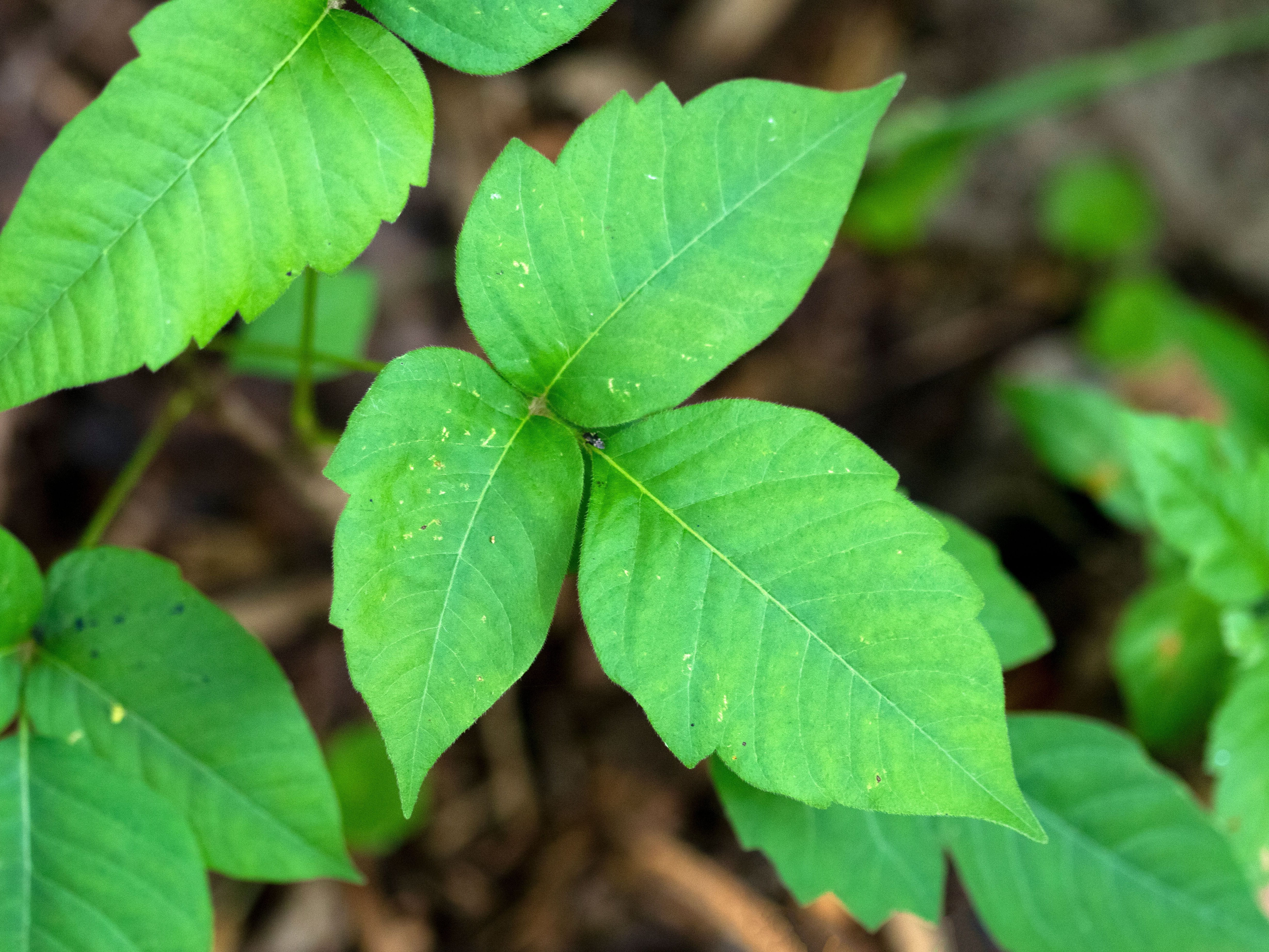 poison ivy