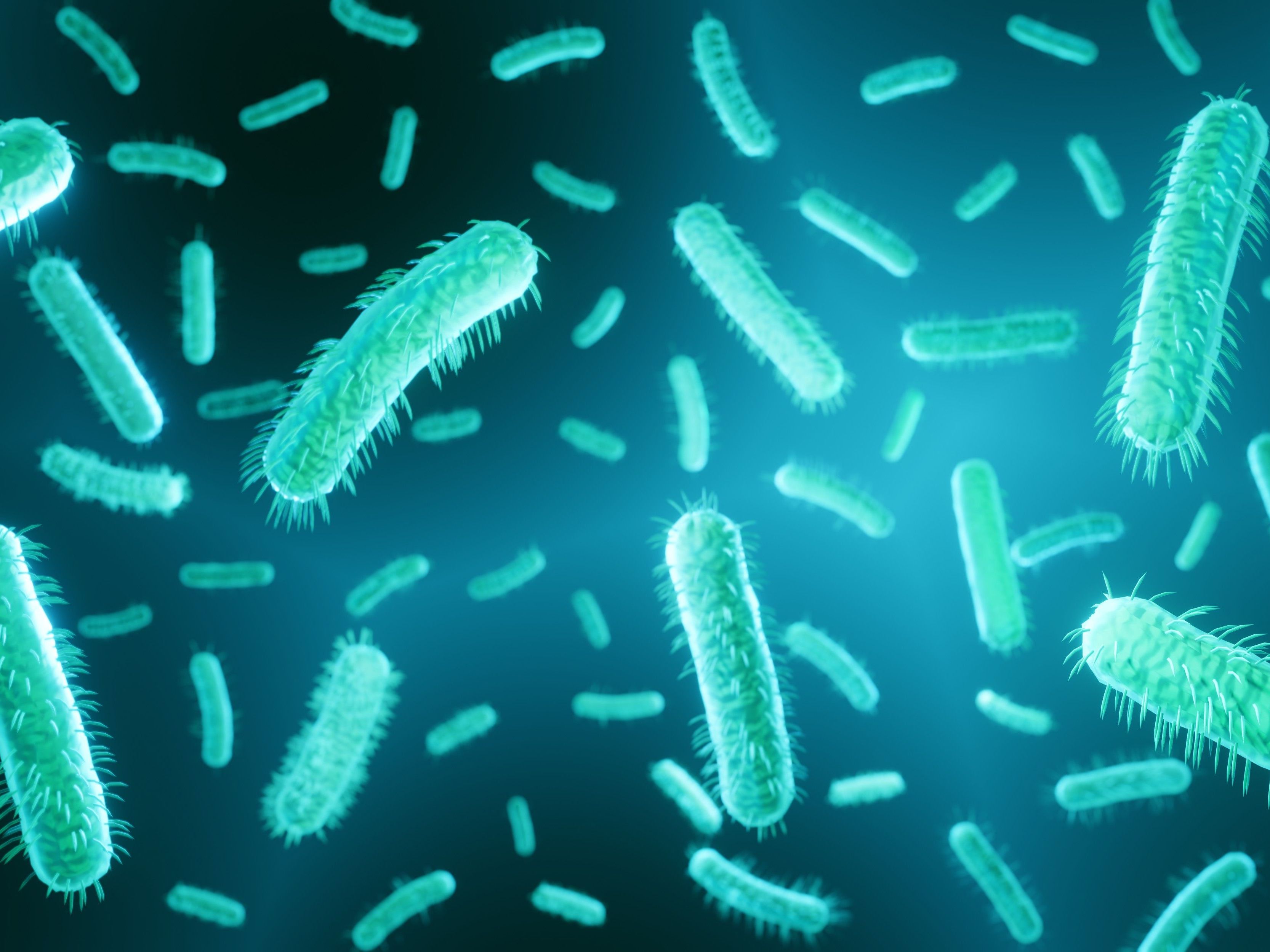 e coli