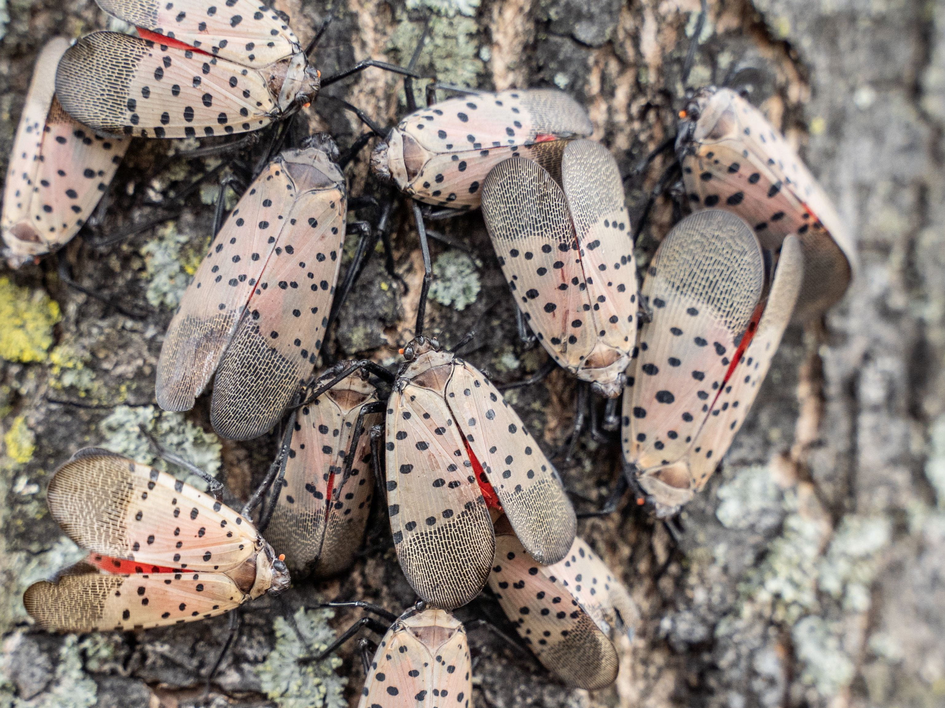 spotted lanterflies on tree