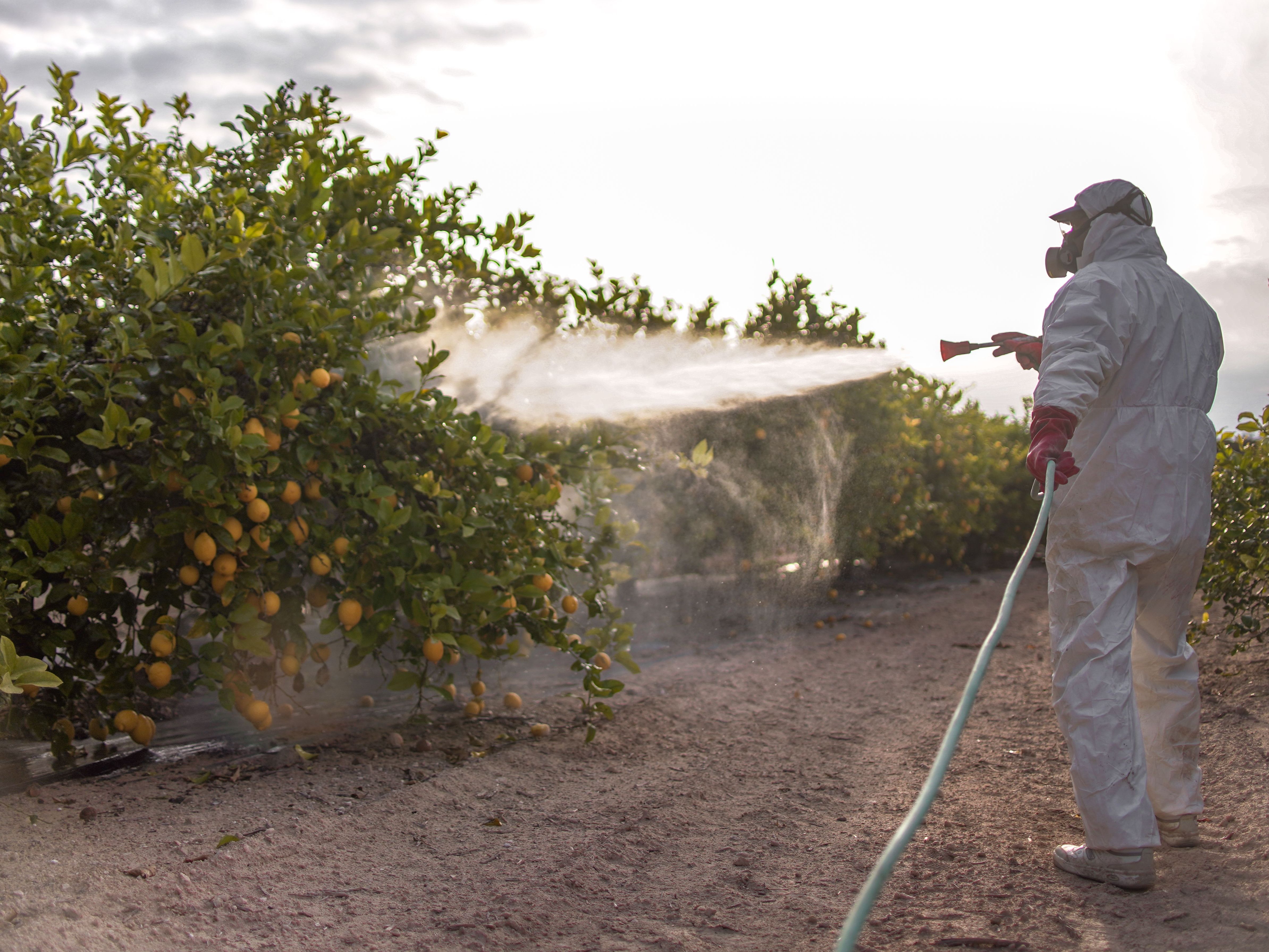 insecticide being sprayed on orange trees