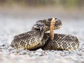 Rattlesnake Bites: What You Need to Know