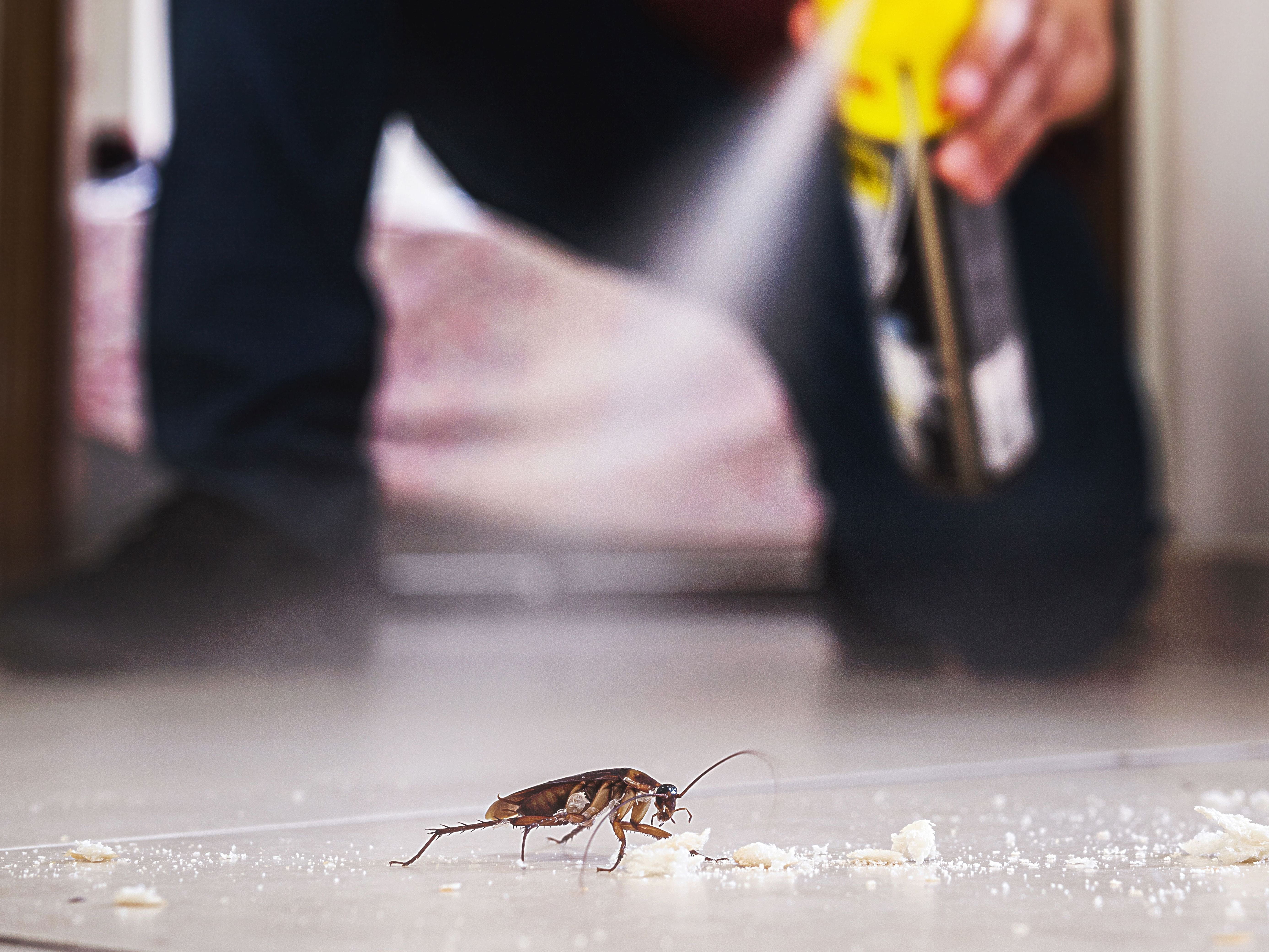 pesticide spraying roach