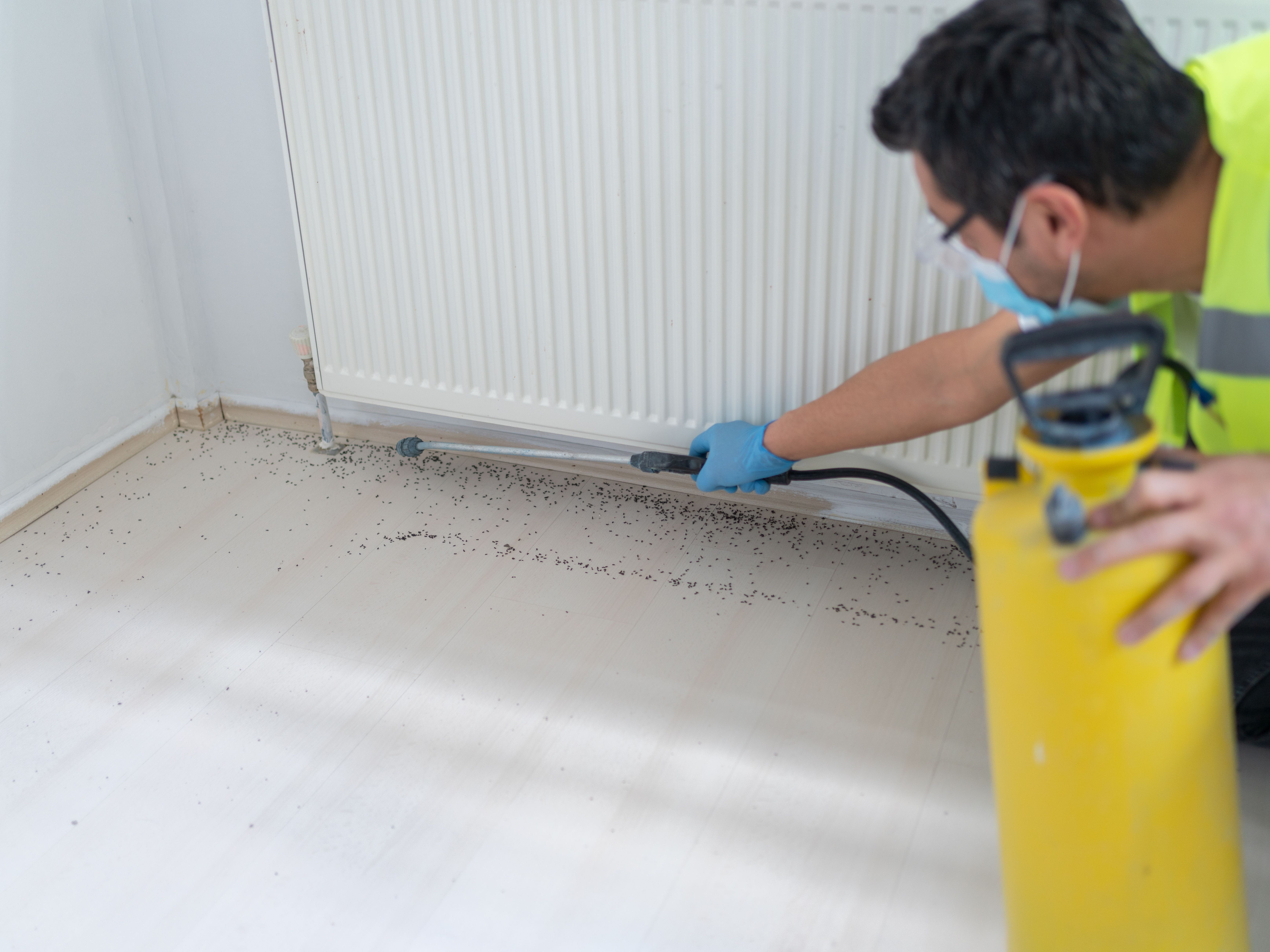 professional applying insecticide