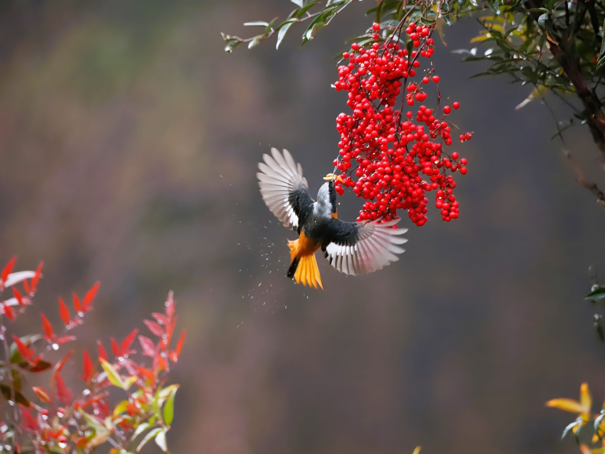 bird eating nandina domestica