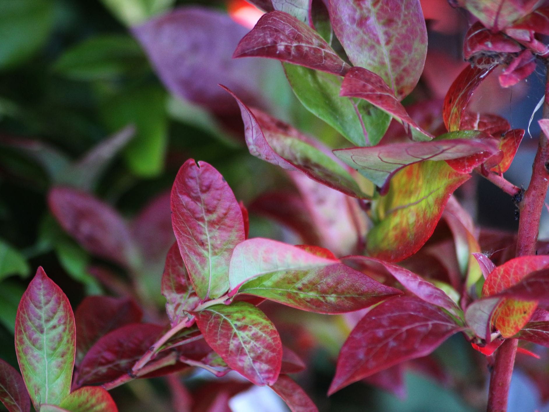 nandina domestica