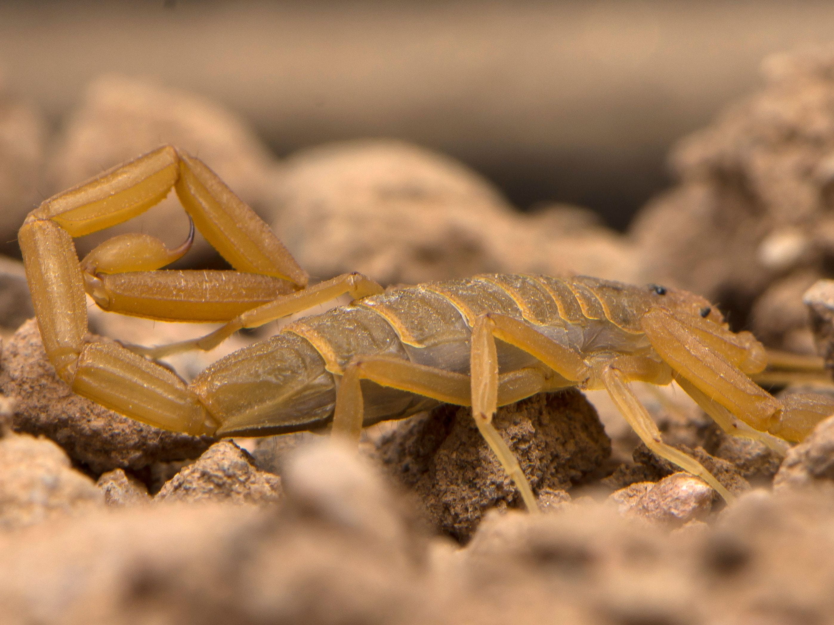 arizona bark scorpion side profile