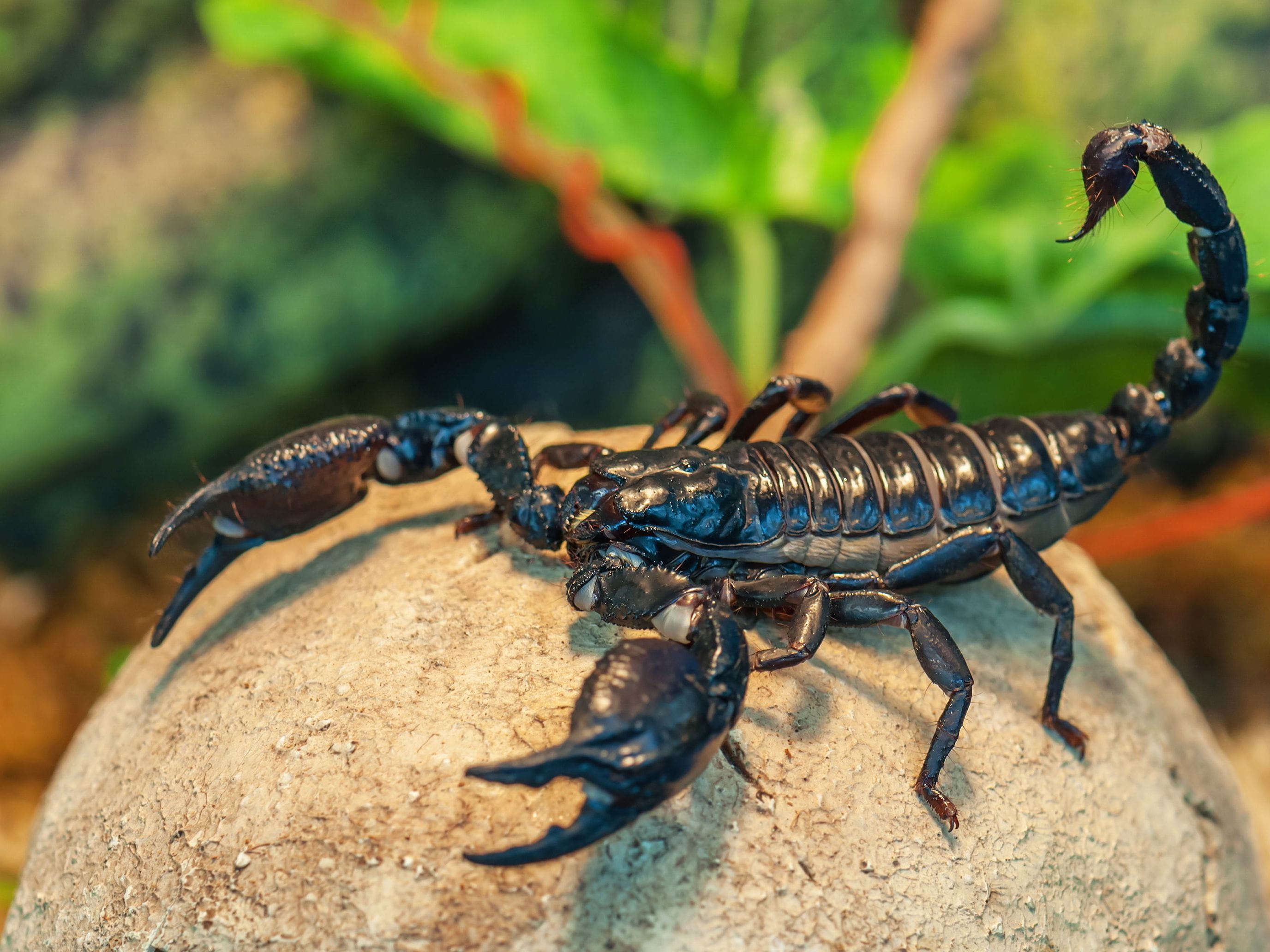 emperor scorpion
