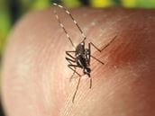 Use DEET Safely