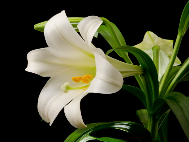 Easter Lilies and Cats: A Dangerous Combination