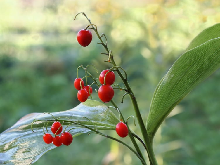 Red berries