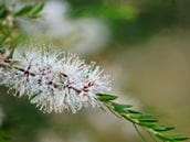 Tea Tree Oil: Remedy and Poison