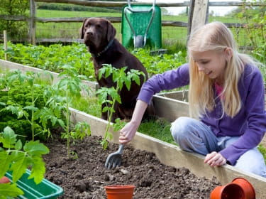 cocoa shell mulch and dogs 2