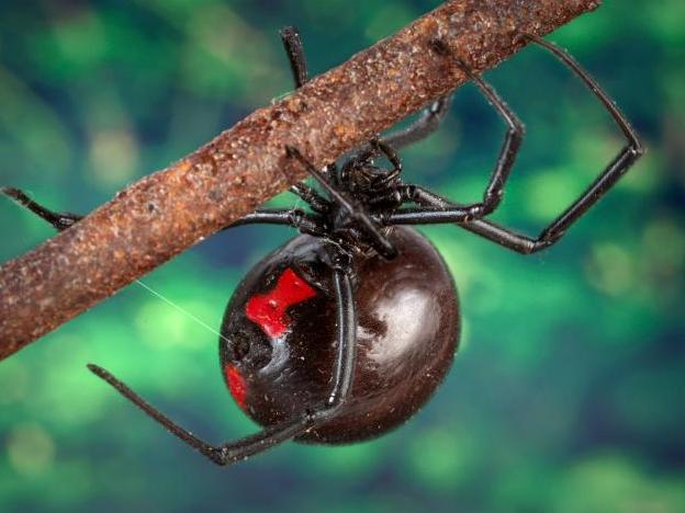 Black Widow Spiders