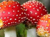 Leave mushroom foraging to the experts