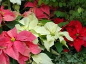 Are Poinsettias Poisonous?