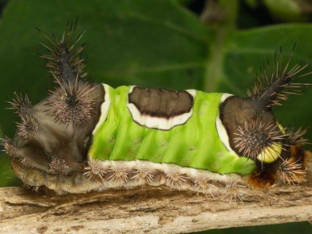 Caterpillar Stings | Poison Control
