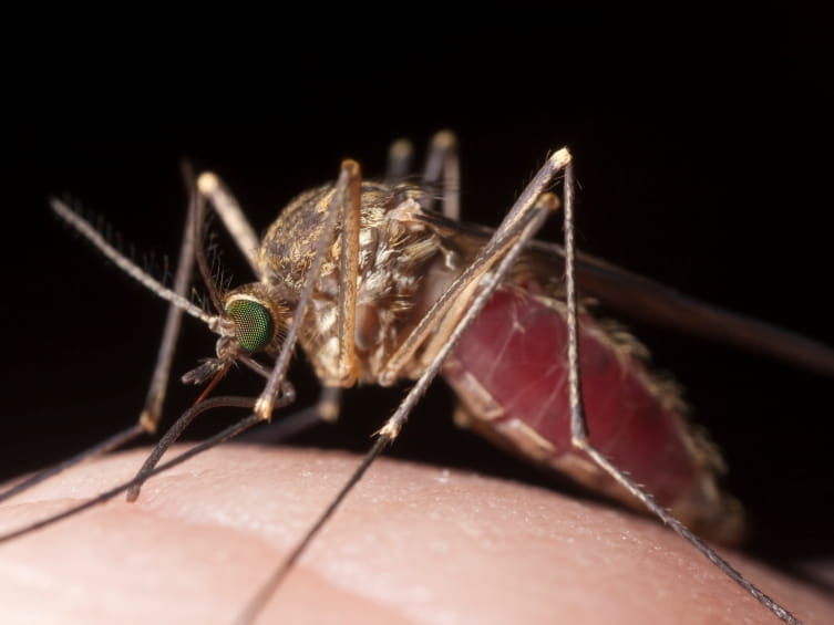 Mosquitoes - Annoying Insects that can Spread Disease | Poison Control