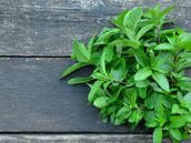 Salvia: A Different Kind of Weed