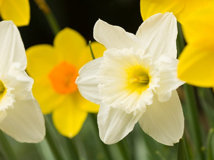 Daffodils - Beautiful but Potentially Toxic