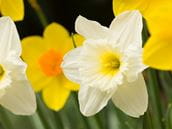 Daffodils: Beautiful But Potentially Toxic
