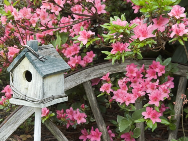 Azaleas and rhododendrons