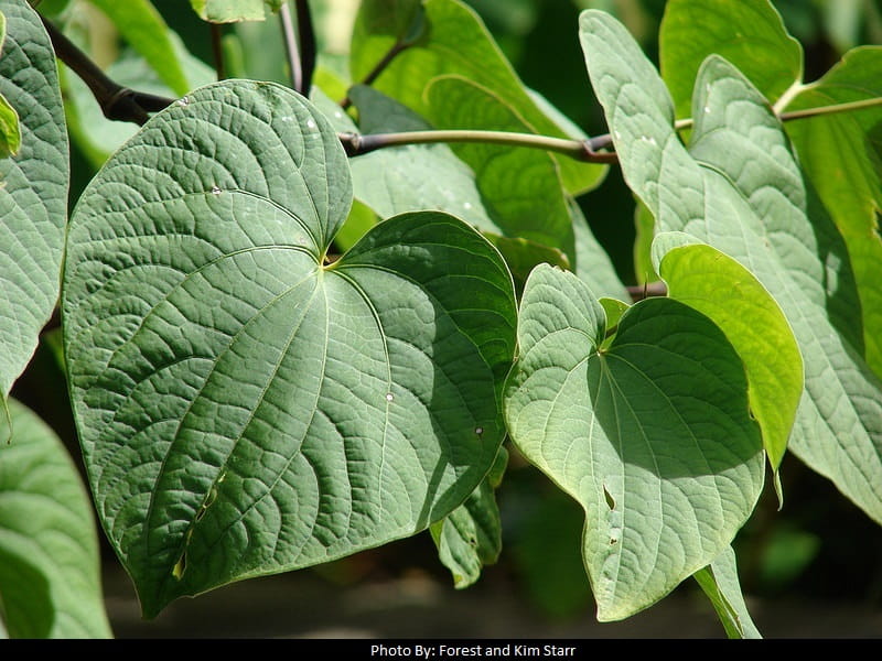 kava