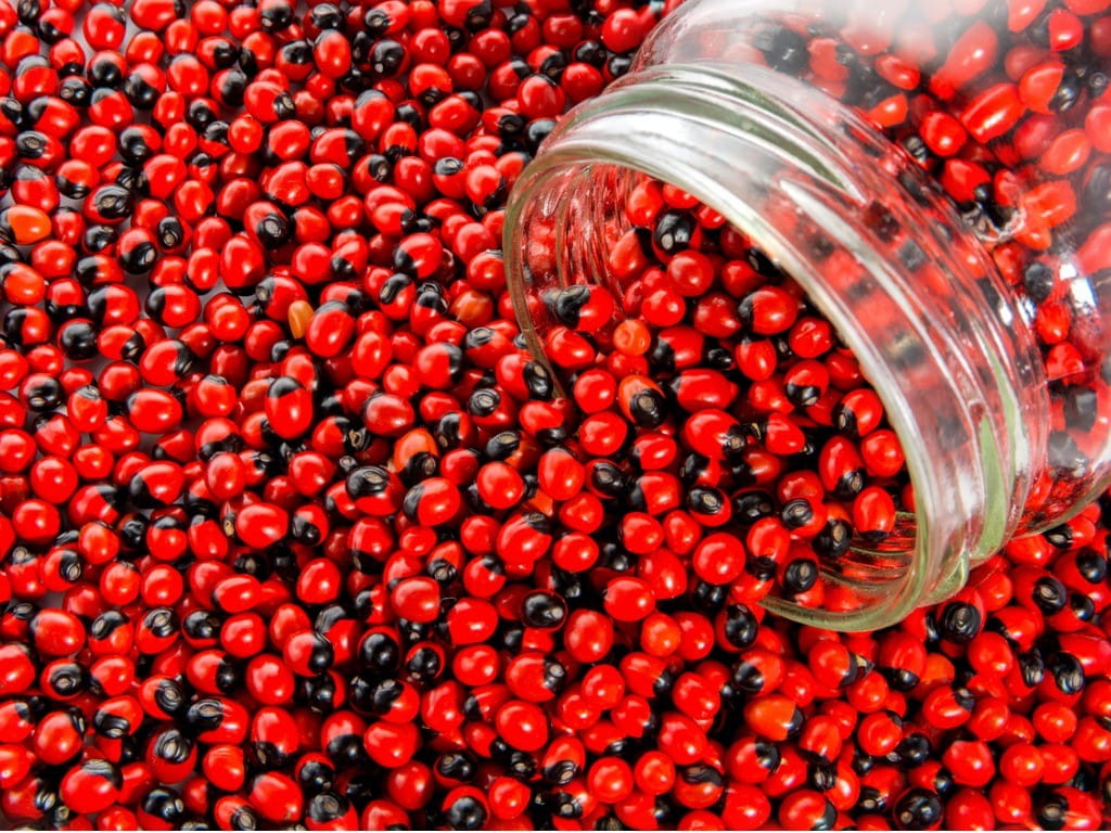 rosary pea jequirity beans poured out of glass jar