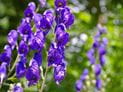 Aconitum napellus (Monkshood): A Purple Poison