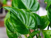 Plant Identification Help
