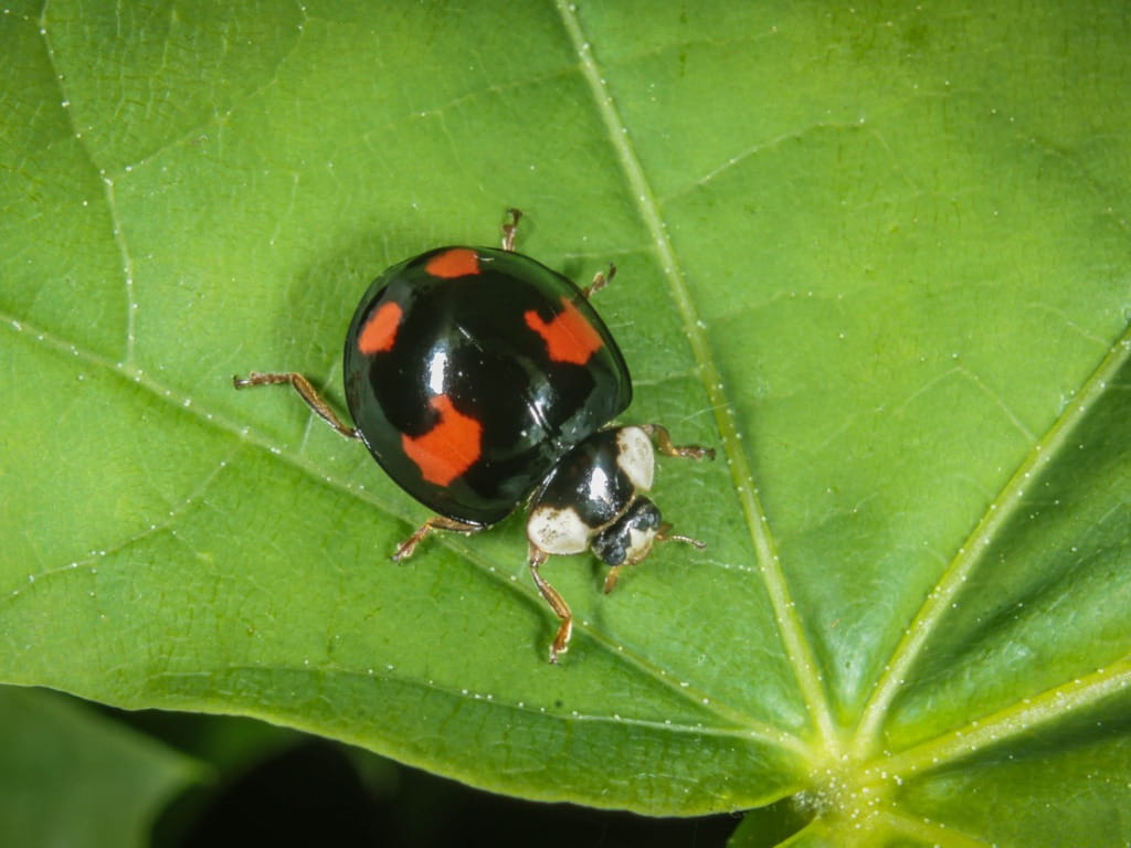 Asian lady beetle on a leaf