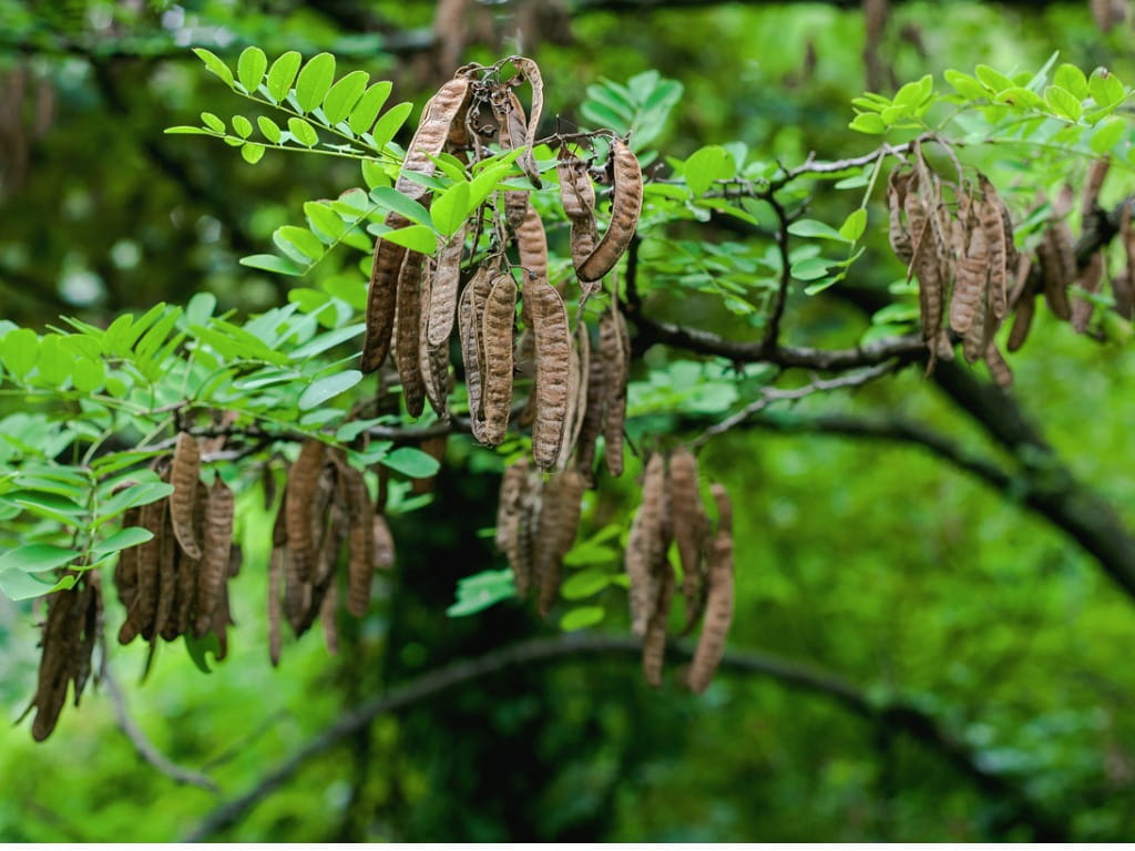 seed pods from black locust tree