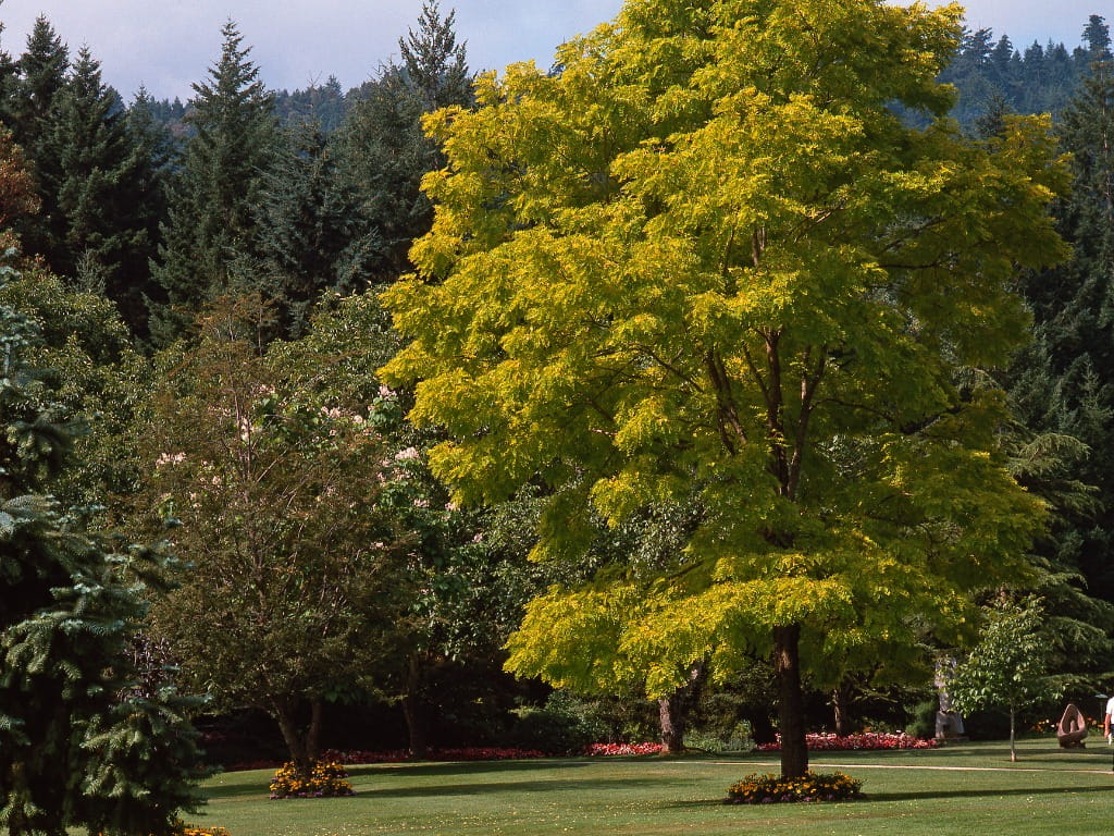 black locust tree