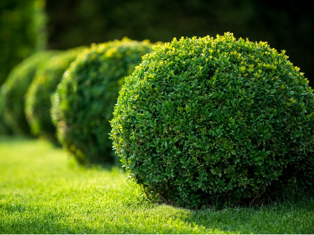 spherical boxwood hedge