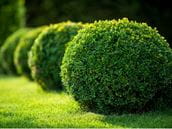 How Safe are Boxwood Plants?