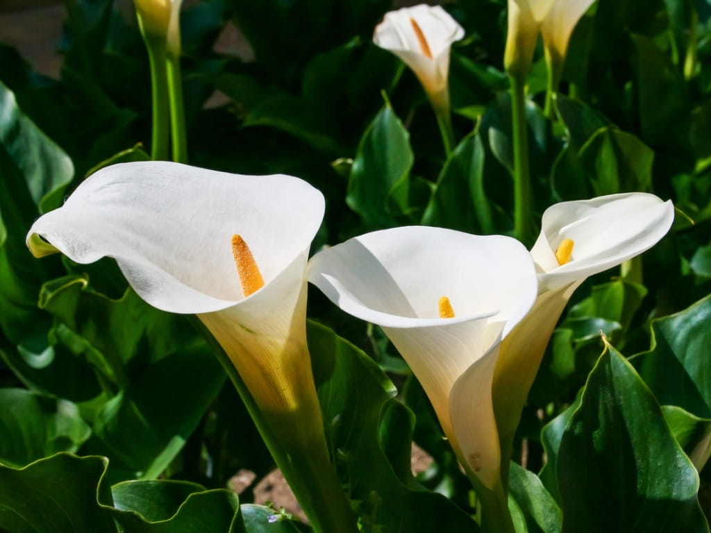 calla lily flowers