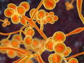 Is There a Treatment for Candida auris?
