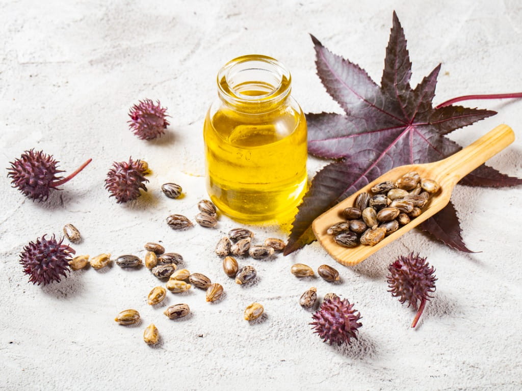 castor bean, oil, seeds and leaves