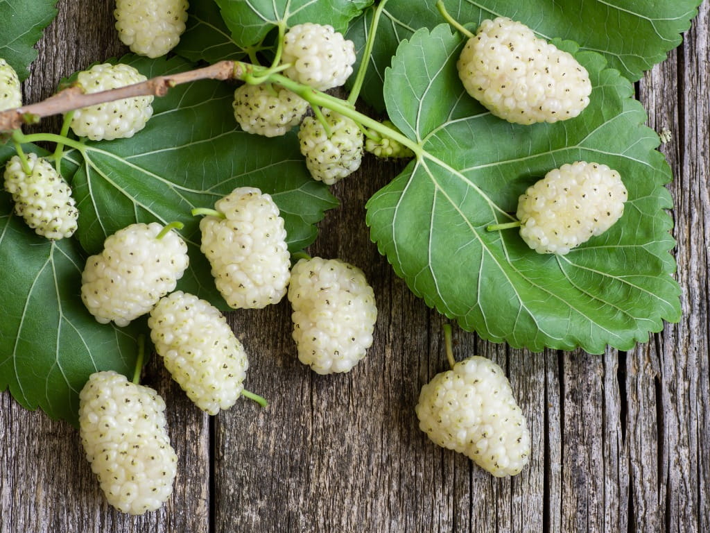 Is White Mulberry Poisonous?