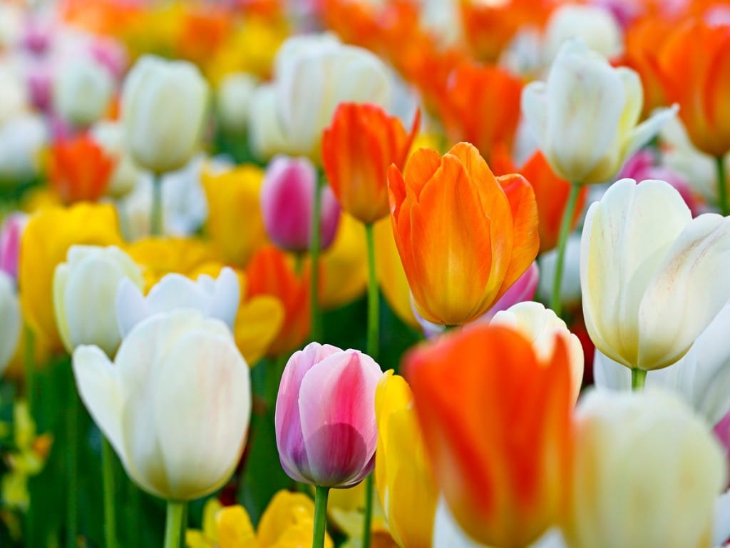 closeup of colorful tulips