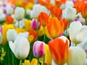Tulip Bulb Toxicity