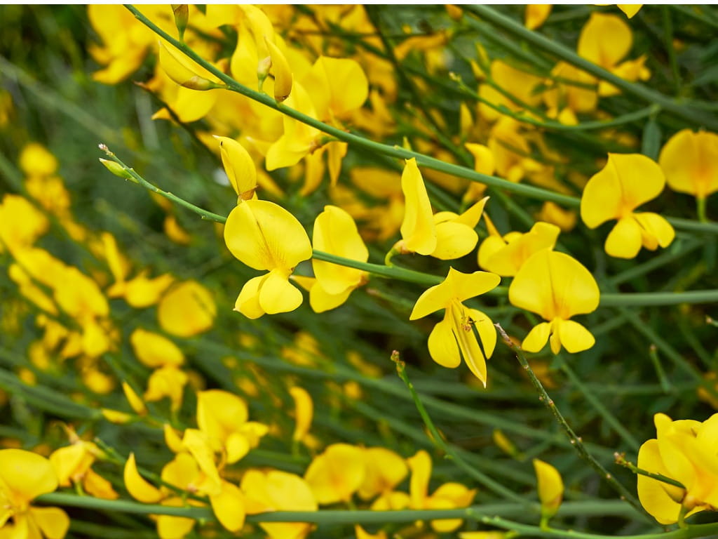 closeup of spanish broom flower